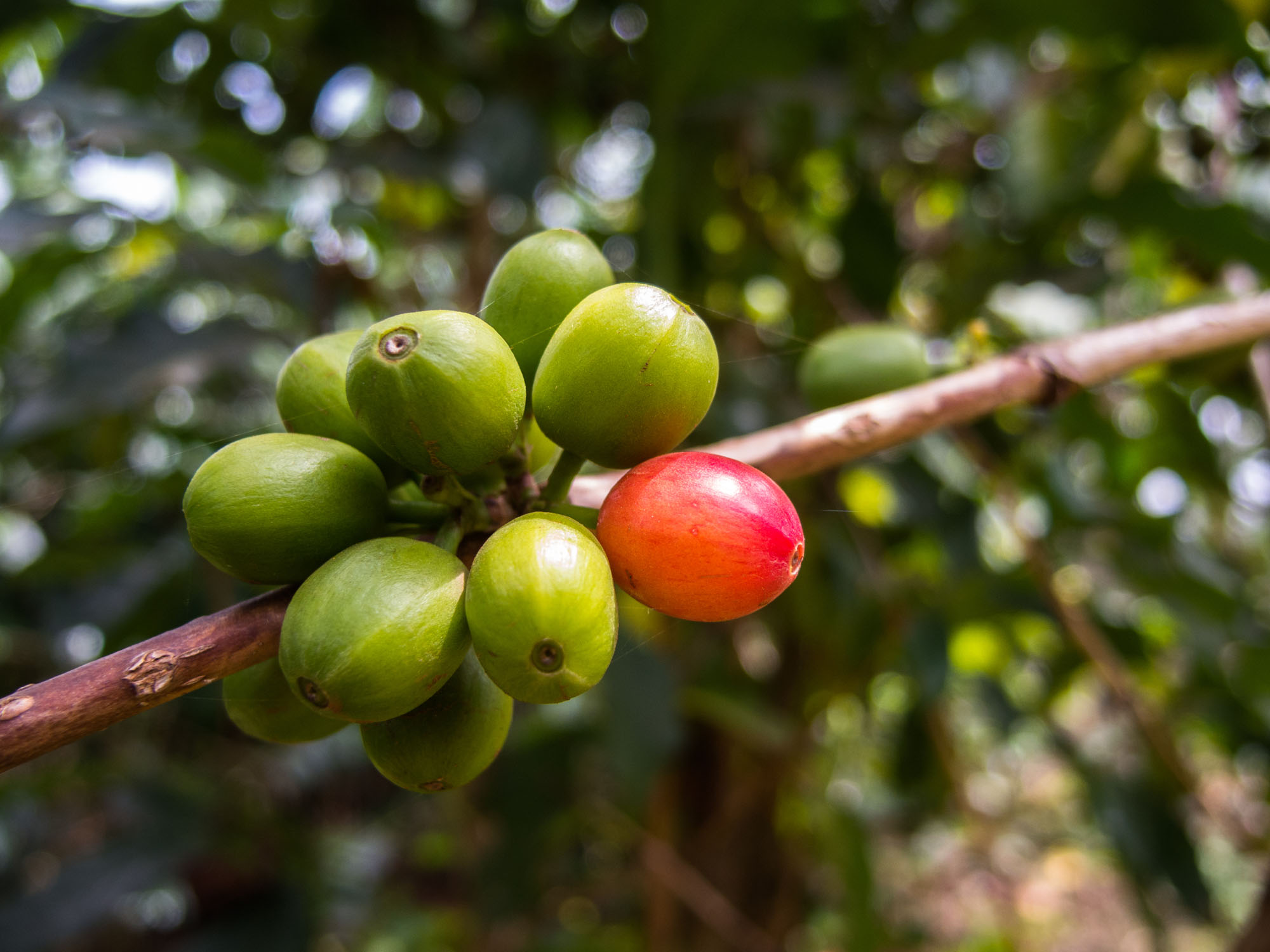 African-iced-coffee-berries.jpg