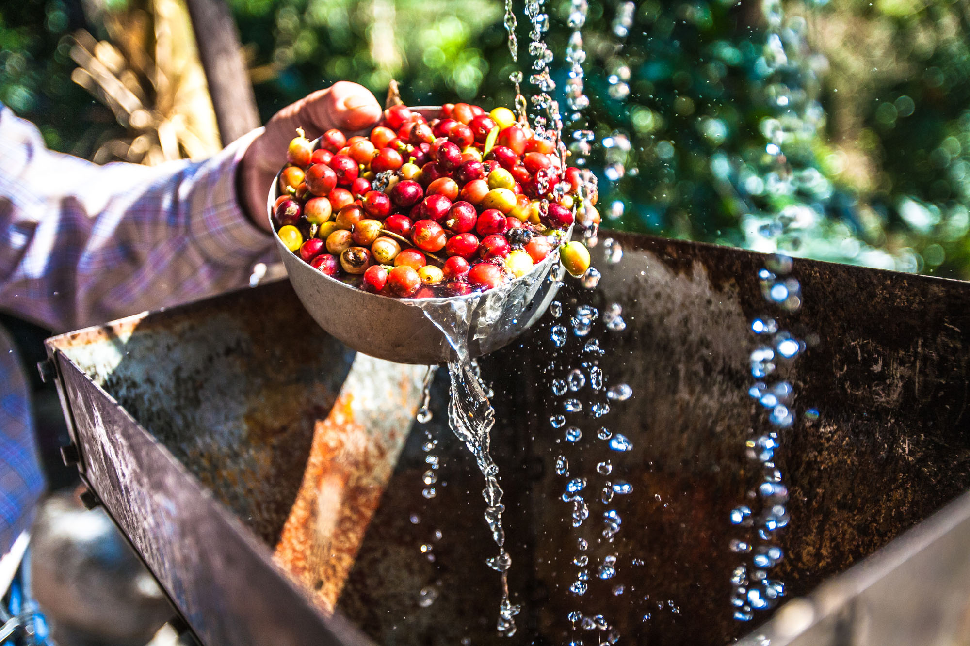 African-iced-coffee-washed.jpg