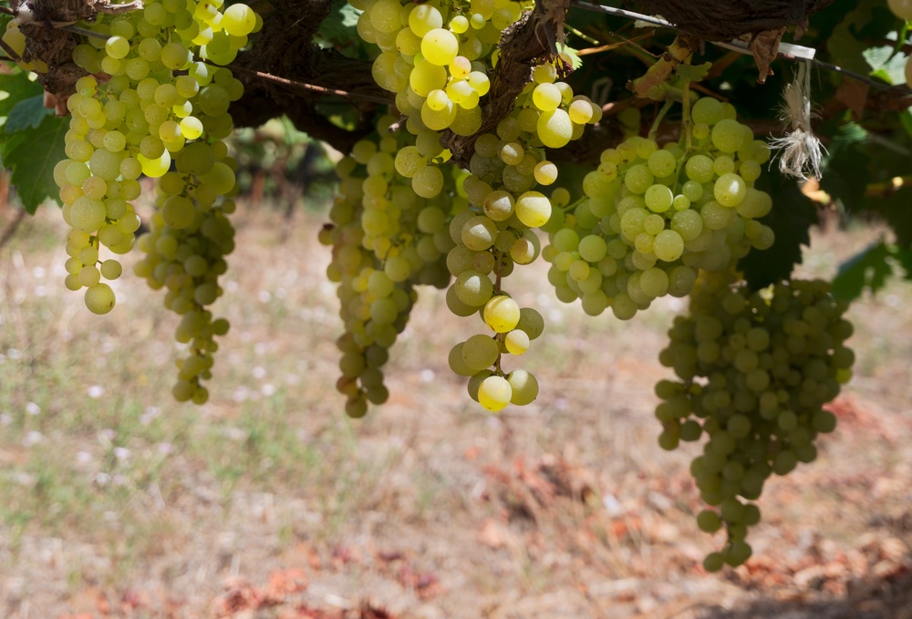 Carignan-grapes