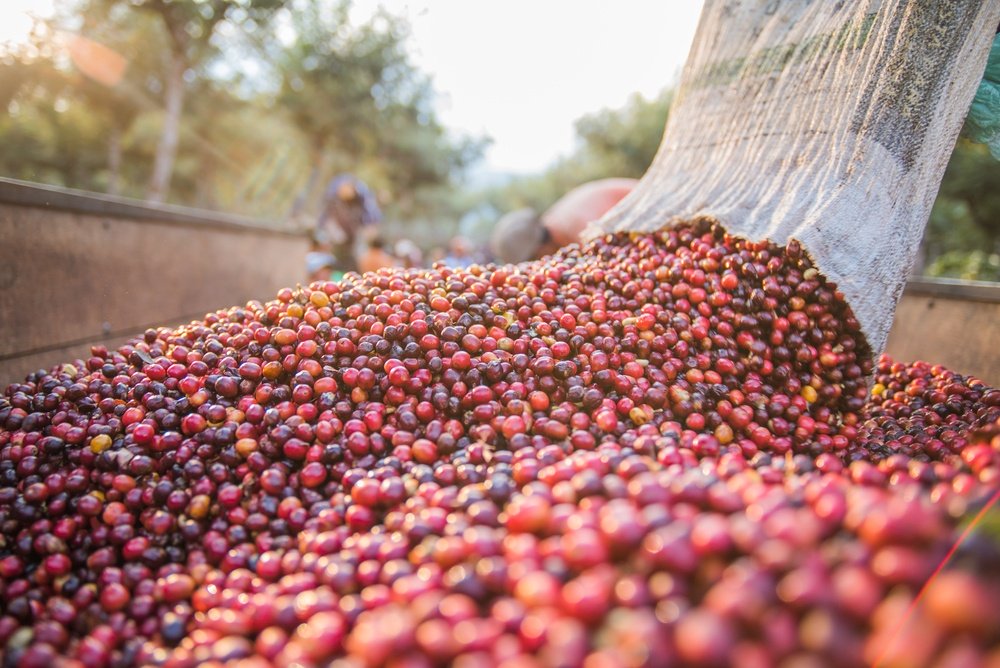 Guatemala-Antigua-fruit.jpg