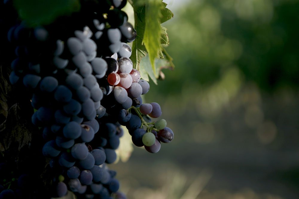 Montepulciano-grape