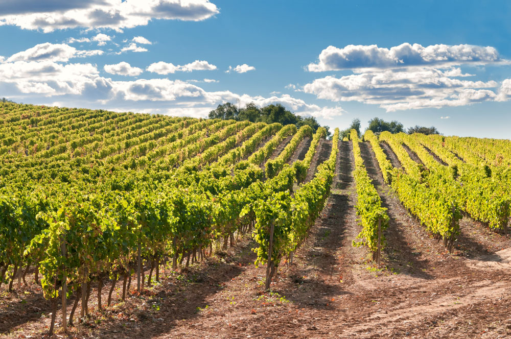 Mourvedre-Plantation