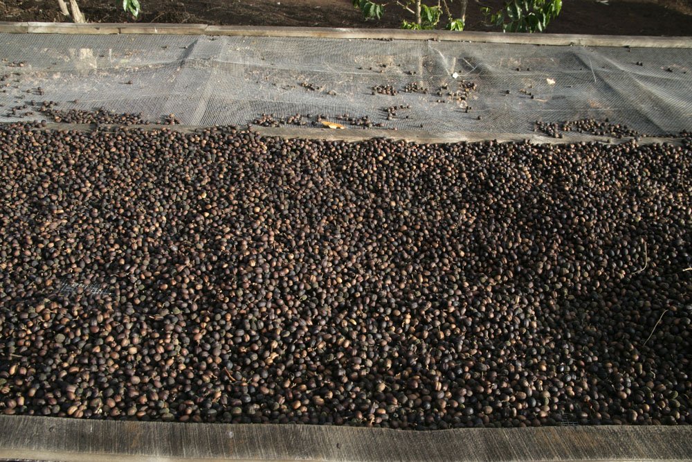 Peaberry-drying