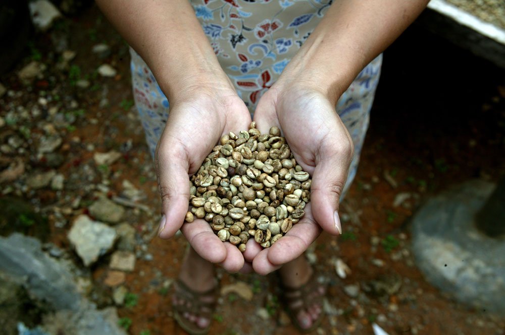 Sulawesi-green-beans