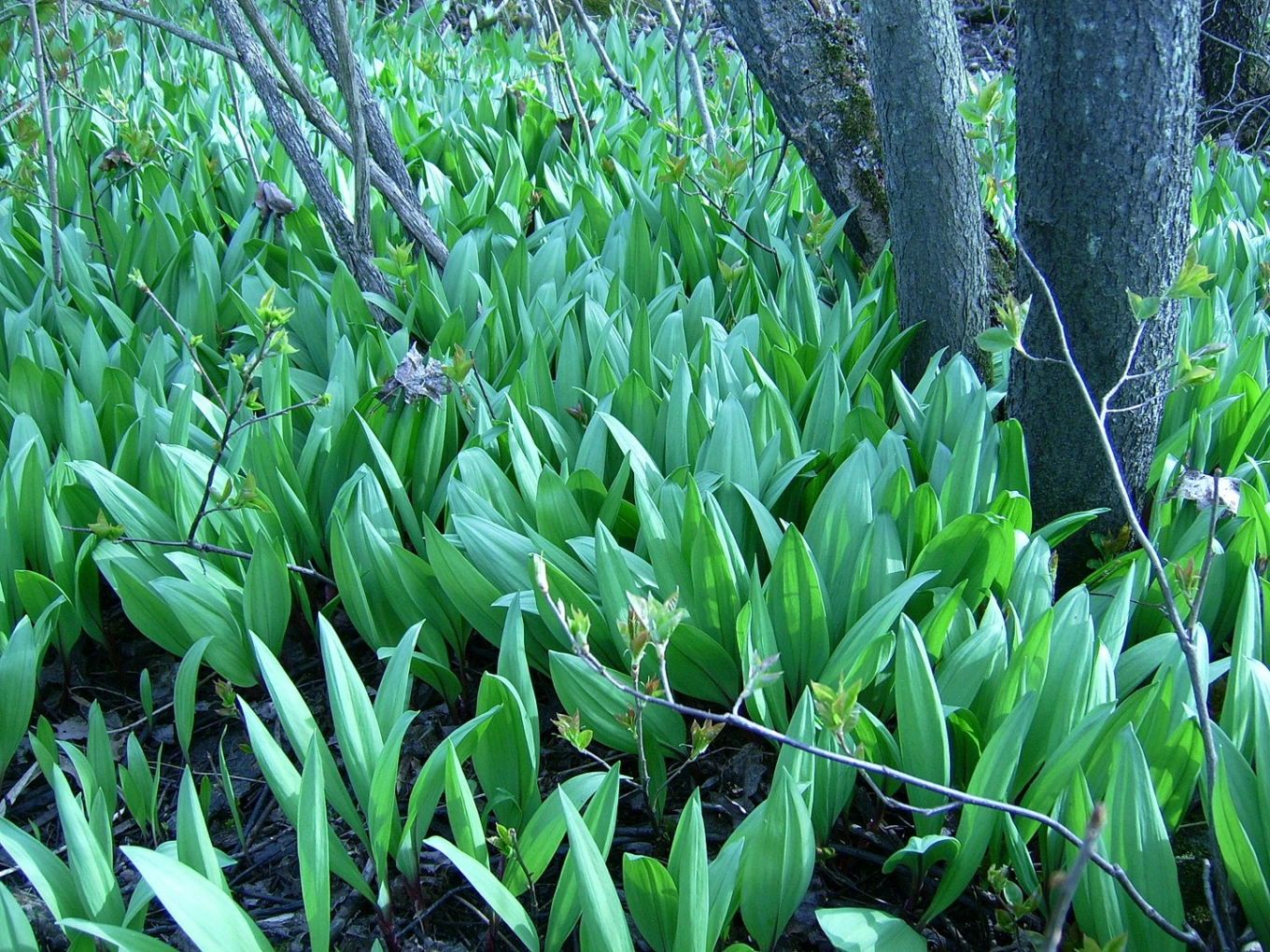 Edible Ramps A Delicious Sign of Spring Recette Magazine