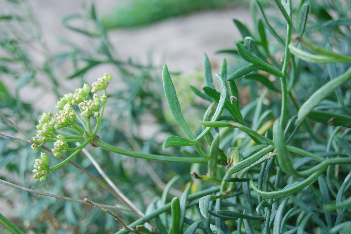 Samohire Tree All About Samphire – Recette Magazine
