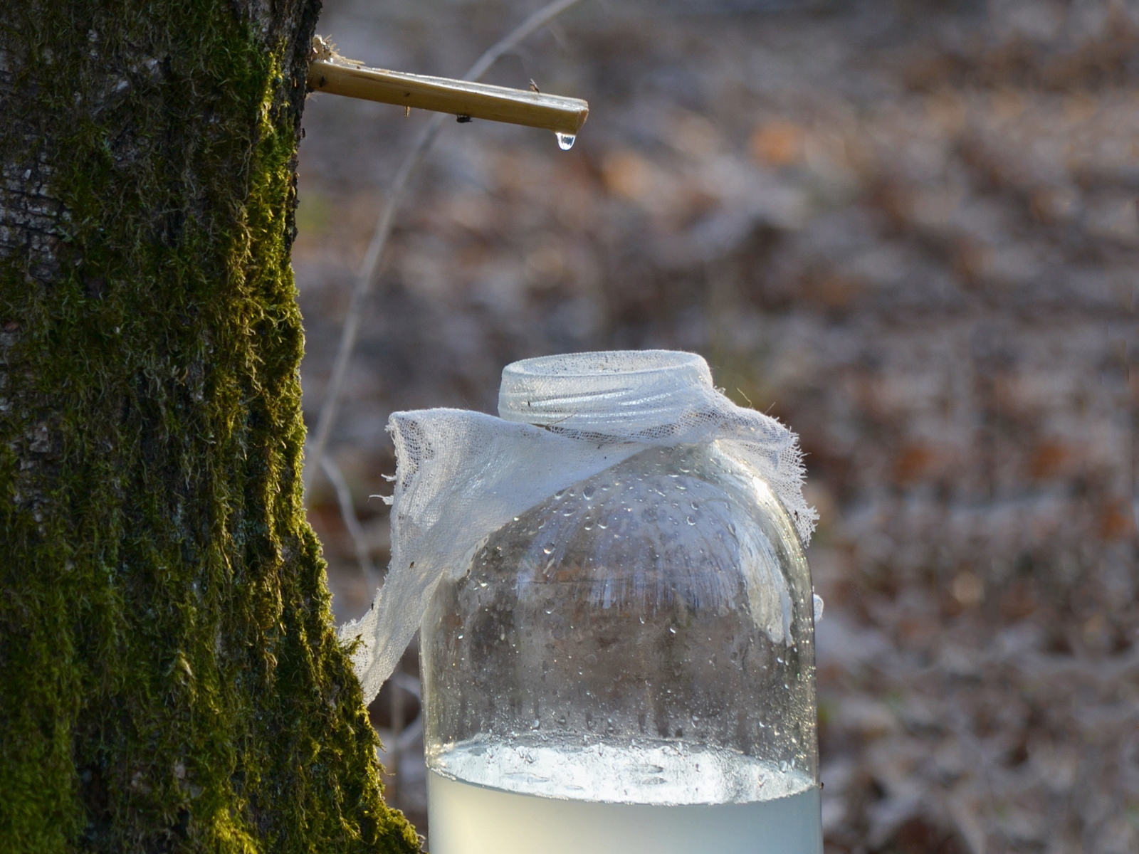 What is Birch Syrup? Recette Magazine