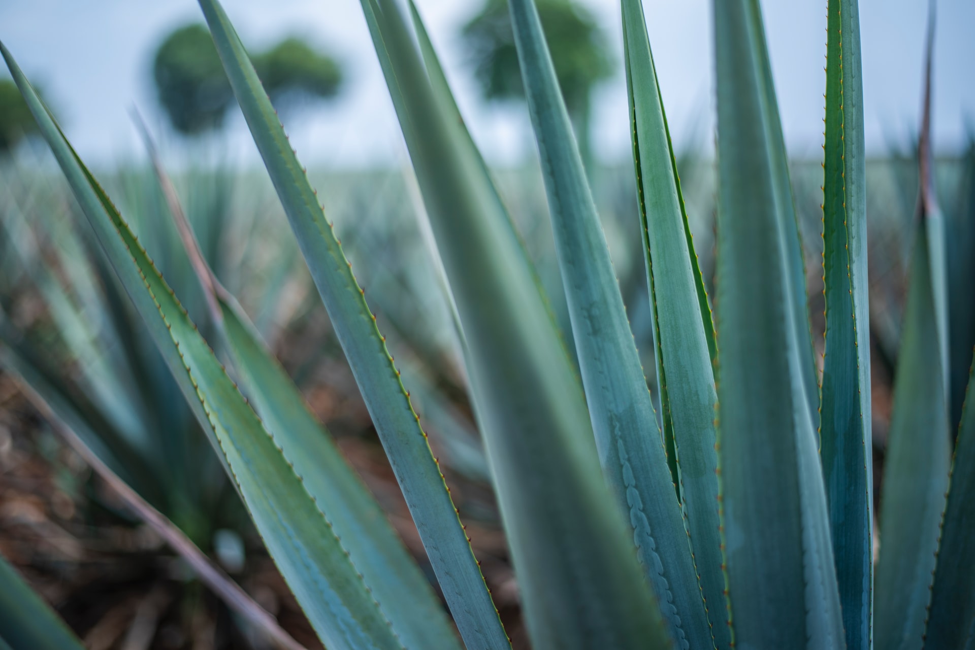 All About Agave  Recette Magazine