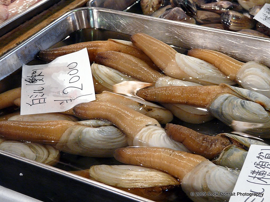 largest geoduck