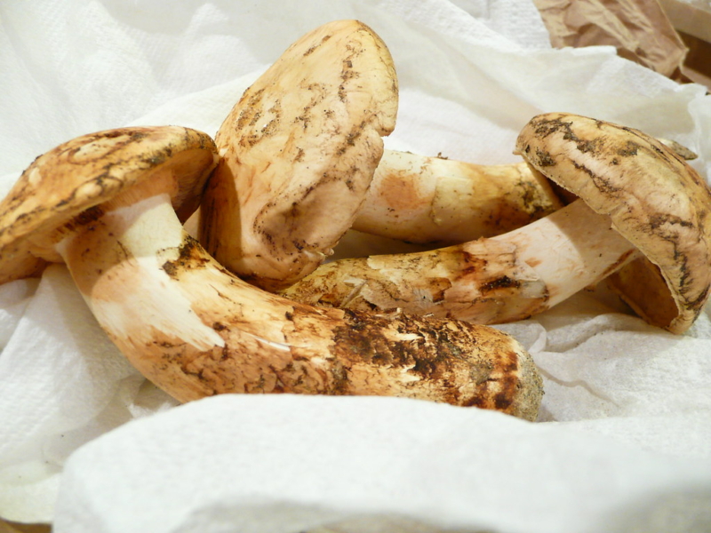 Magical Matsutake Mushrooms Recette Magazine