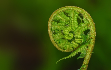 Fiddleheads