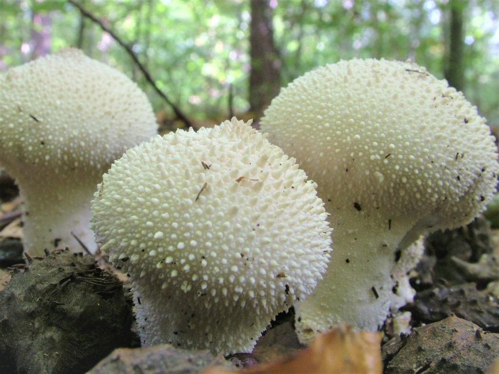 puffball mushrooms