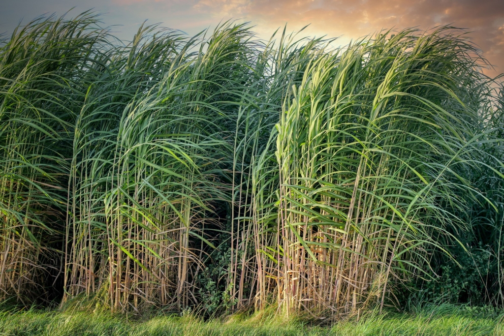 Sugarcane: The Sweet Grass – Recette Magazine