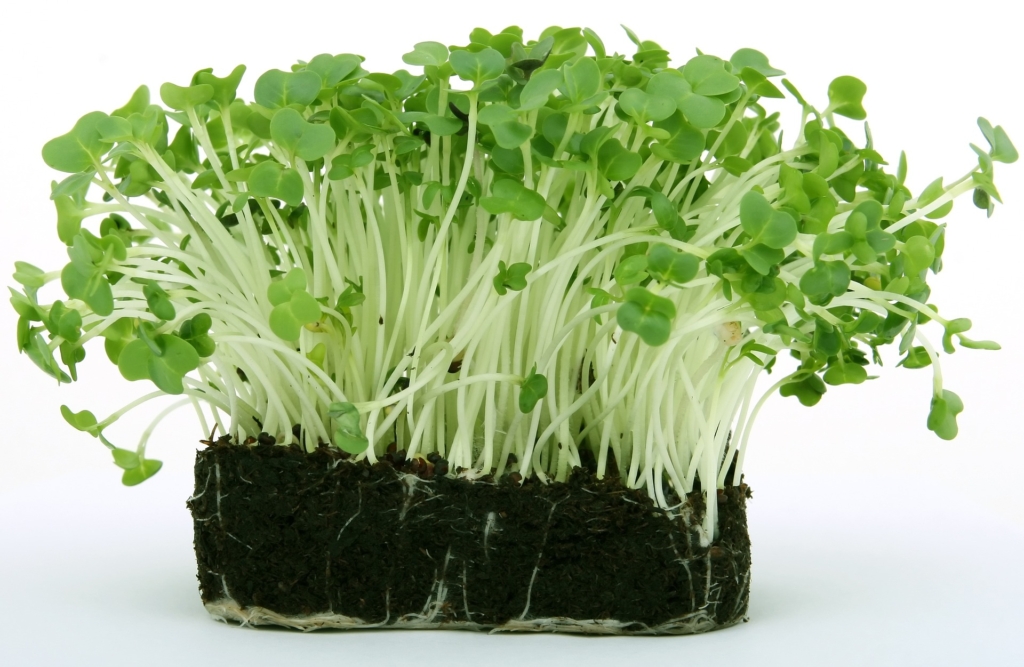 Our Range, Salad Cress