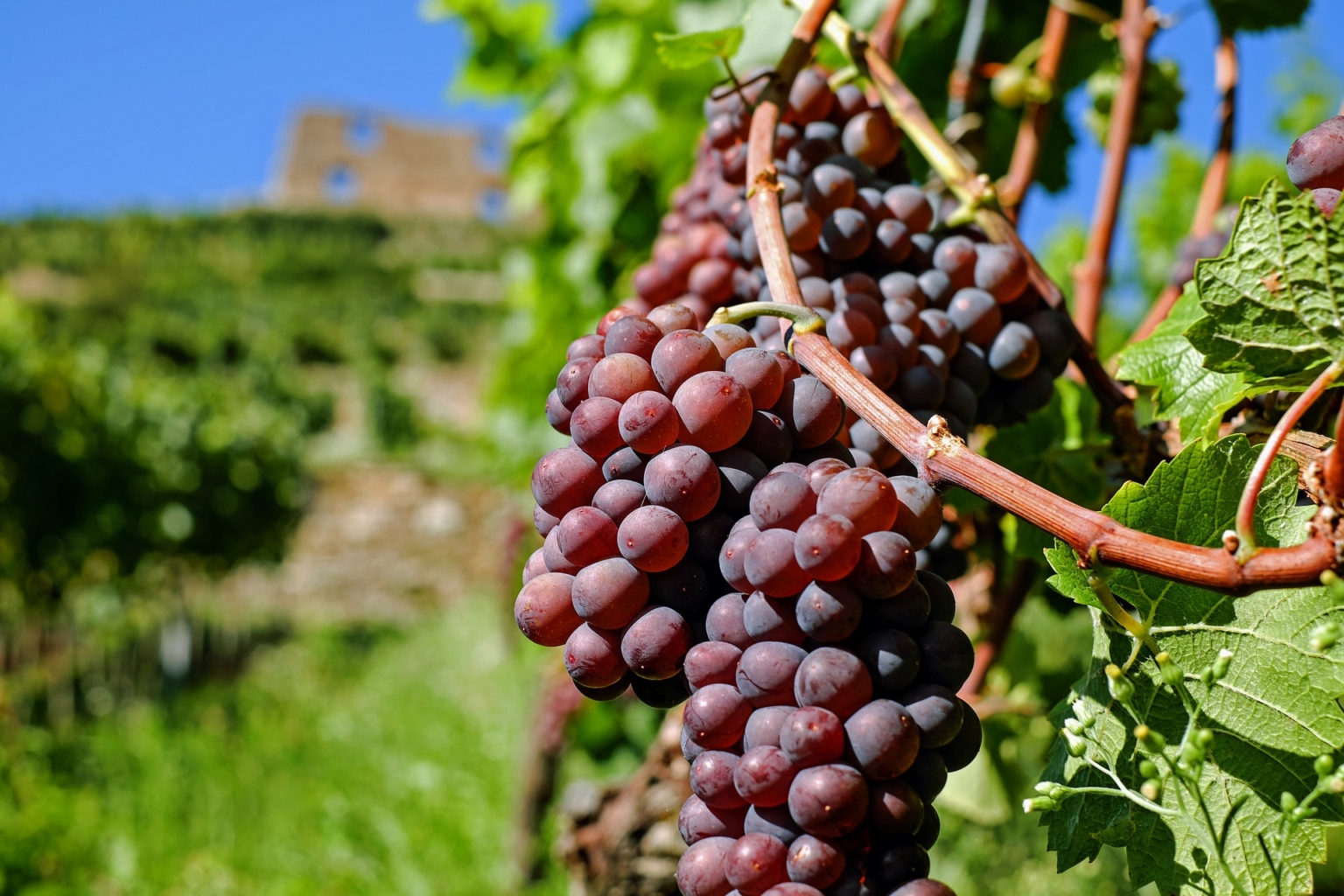 A Guide to Wineries in Maine Recette Magazine