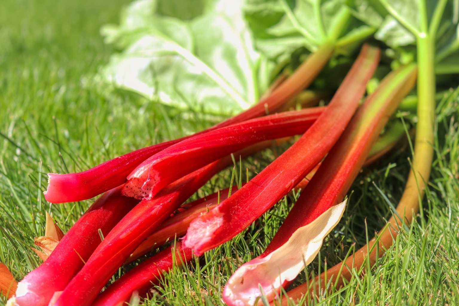 Getting to Know Rhubarb Recette Magazine