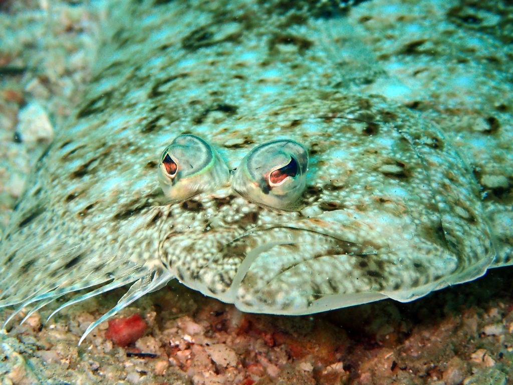 What is Flounder?