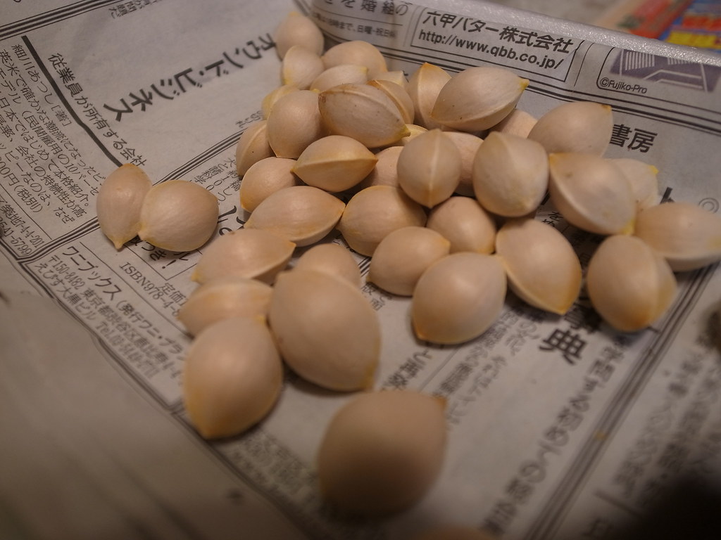 Ginkgo nuts are the seeds of stinky ginkgo fruit, and they are