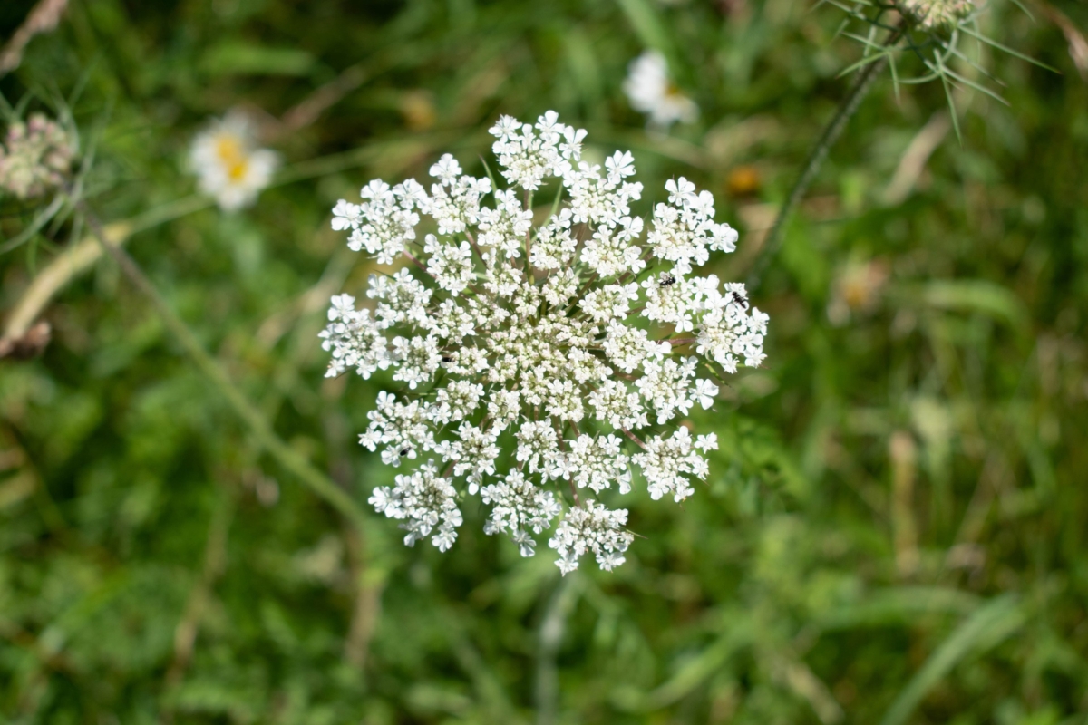 How to use Ajwain Seeds in cooking? Recette Magazine