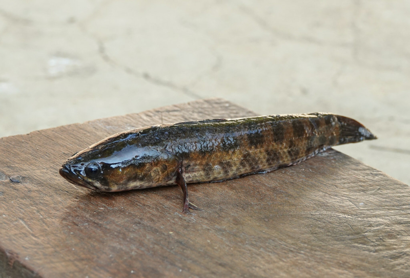 Snakehead Murrel: The Flaky Freshwater Fish – Recette Magazine