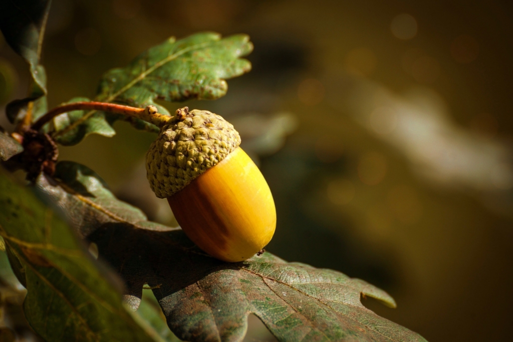 How to Cook Acorns