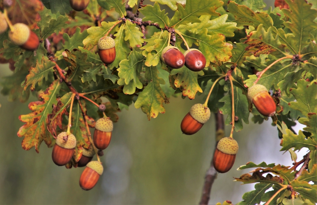 How to Cook Acorns